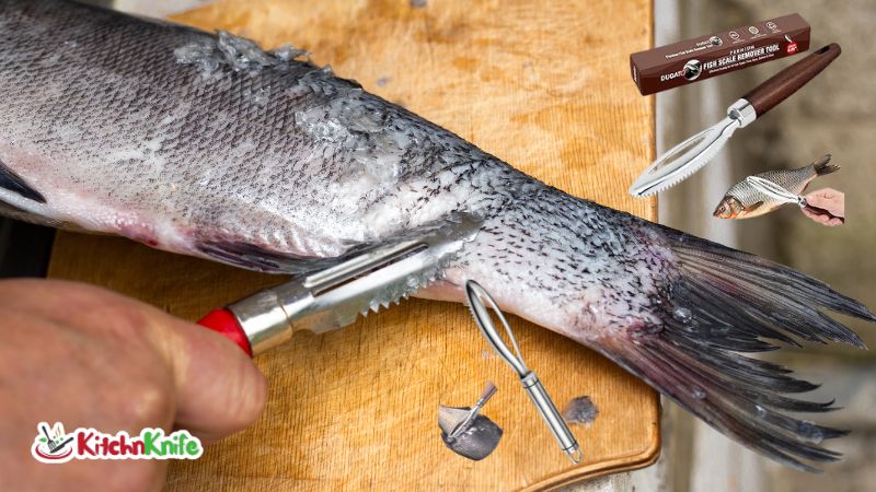 Best Fish Scalers